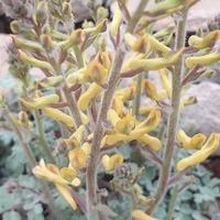Corydalis tomentella 